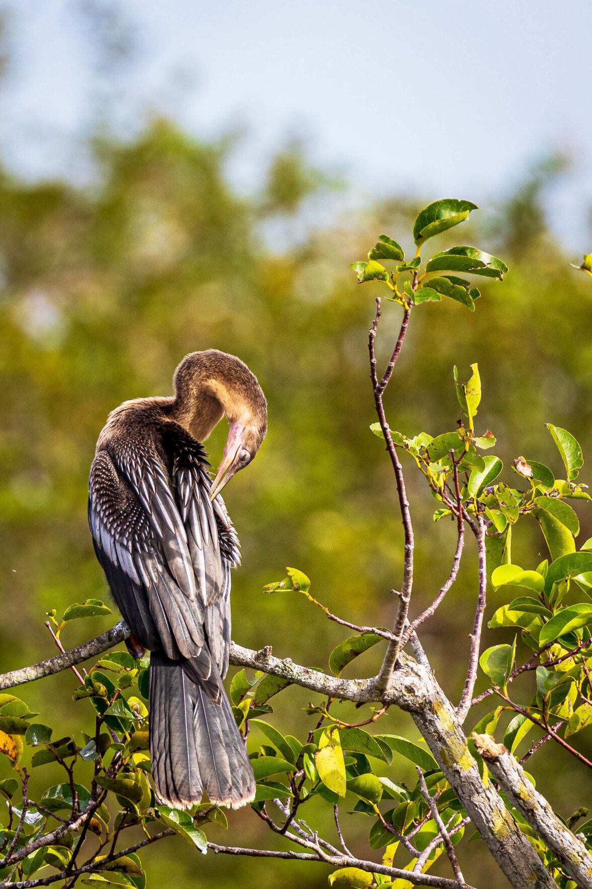 This anhinga is preening his feathers as he sits in the sun along his namesake trail.